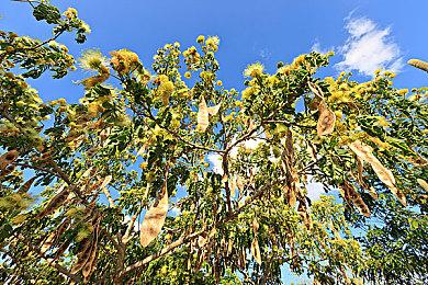 任天堂直面会全程 《Pentiment》明日登陆Switch